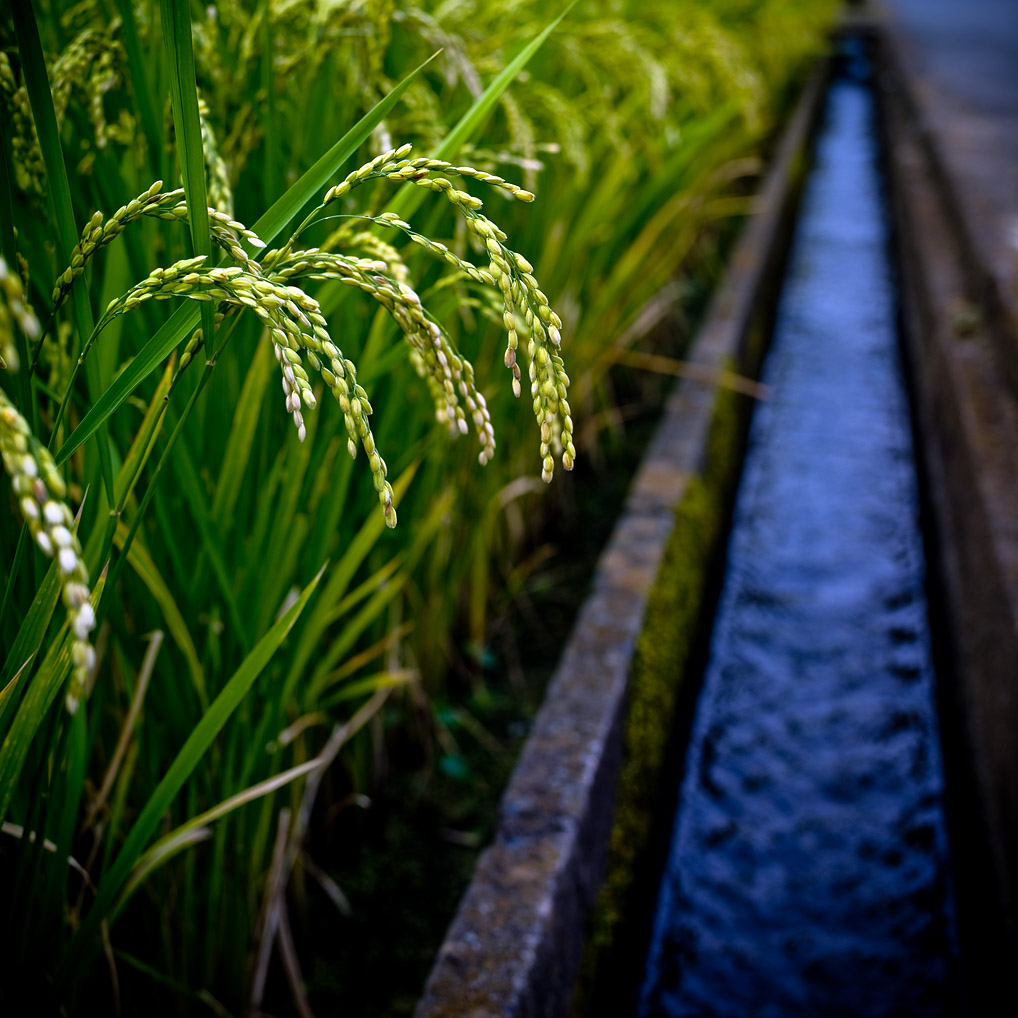 Reisfeld kurz vor der Ernte.