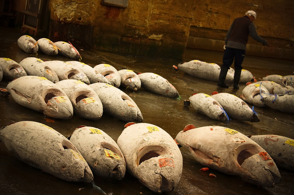 Gefrorene Thunfische im Tokioter Fischmarkt Tsukichi.