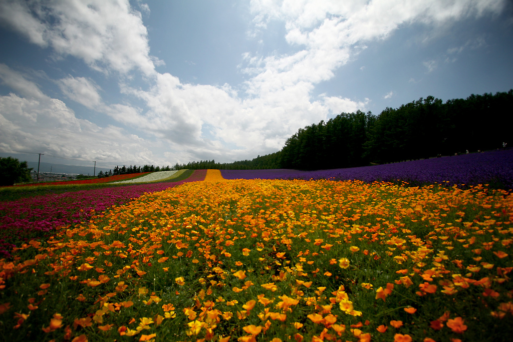 Ein Blumenfeld in Hokkaido.