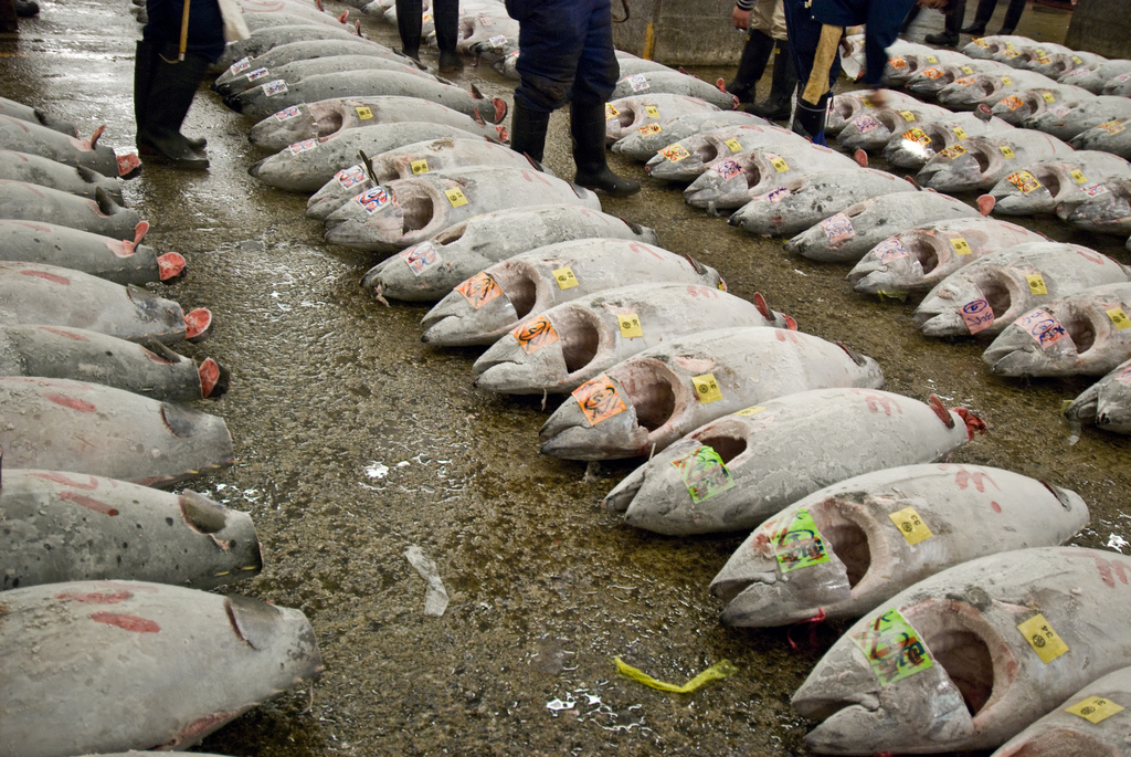 Tiefgefrorene Thunfische im Tokioter Fischmarkt Tsukiji.