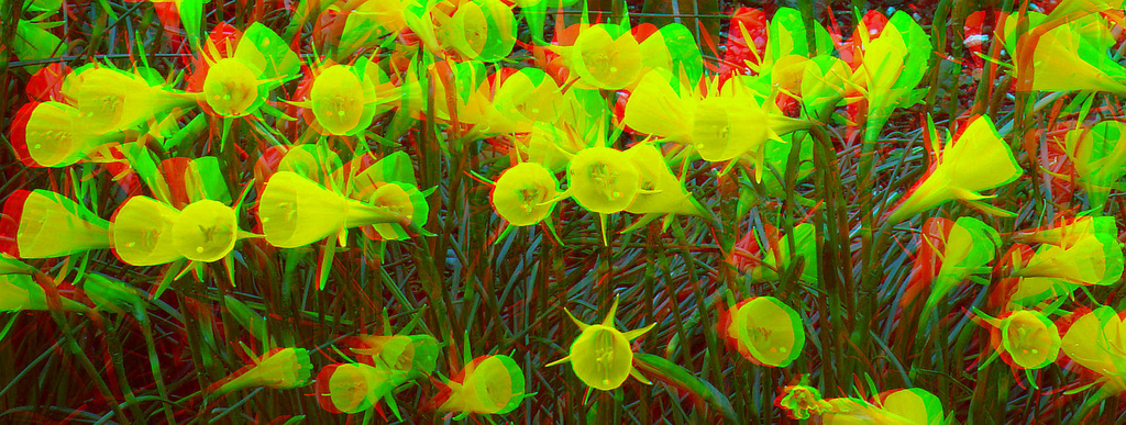 Stereoskopisches Blumenpanorama im Eden Garden, Auckland
