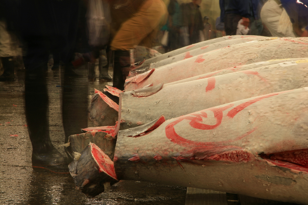 Thunfisch im Tokioter Fischmarkt Tsukiji.