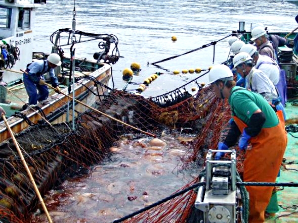 Japanische Fischer mit einem Netz voller Nomura-Quallen.