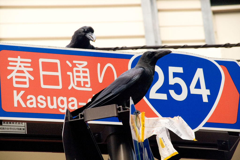 Eine Plage für die Stadtbewohner: Krähen in Tokio.