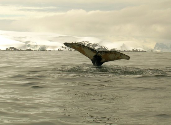 Schwanzflosse eines Buckelwals in der Antarktis.