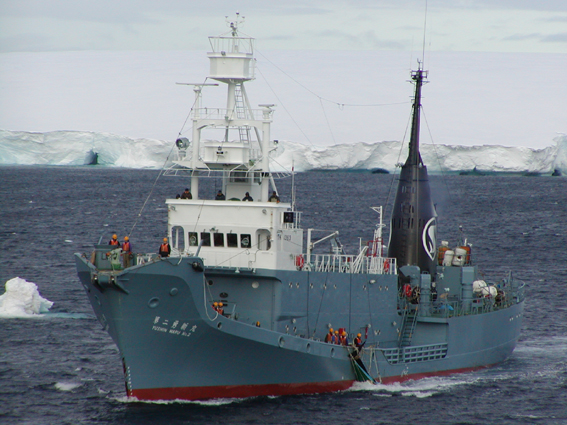 Japanisches Walfangschiff in der Antarktis. © Copyright: The Institute of Cetacean Research