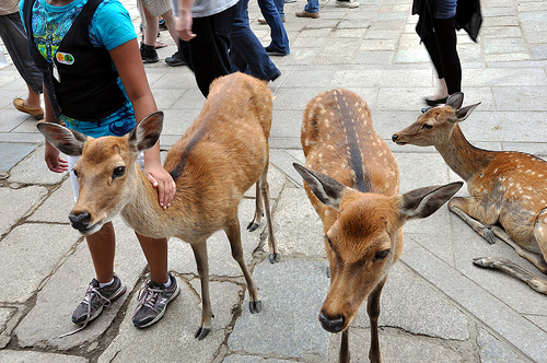 Ein leichtes Ziel: Die Rehe von Nara sind an Menschen gewöhnt.