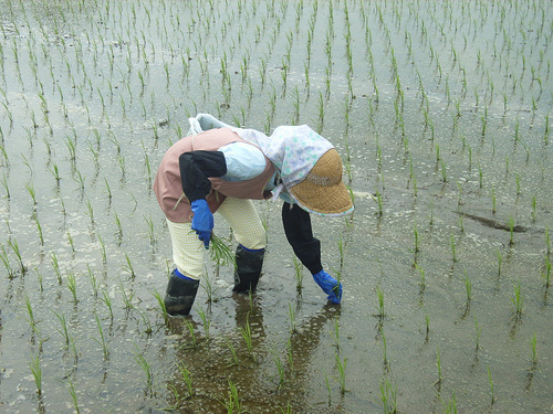 Traditioneller Reisanbau ist Knochenarbeit. Eine neue Anbaumethode verspricht Abhilfe.