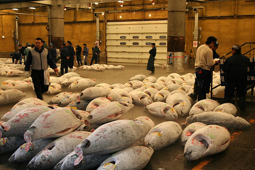 Eine begehrte Ware: Blauflossen-Thunfische auf dem Tsukiji-Fischmarkt