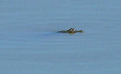 Einer der im Wassereserfvoir gesichteten Alligatoren.