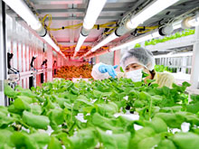 Gemüse aus kontrollierter Umgebung ist ein Wachstumsmarkt.