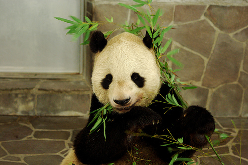 Kein Interesse an Politik: Ein Panda im Zoo von Kobe.