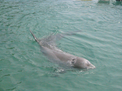 In Gefangenschaft: Ein Delfin im Walmuseum von Taiji.