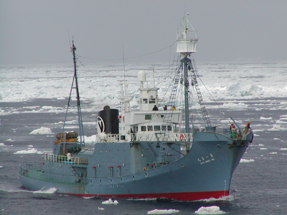 In der Kritik: Japanisches Walfangschiff in der Antarktis.