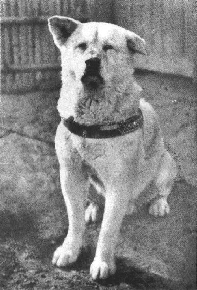 Eine Aufnahme von Hachiko um 1934 herum.