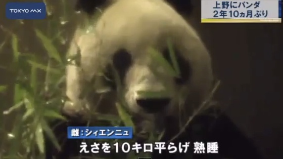 Angekommen: Ein chinesischer Pandabär für den Zoo in Ueno.