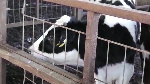 Eine der zahlreich zurückgelassenen Kühe in einem Hof in Namie im Sperrgebiet von Fukushima.