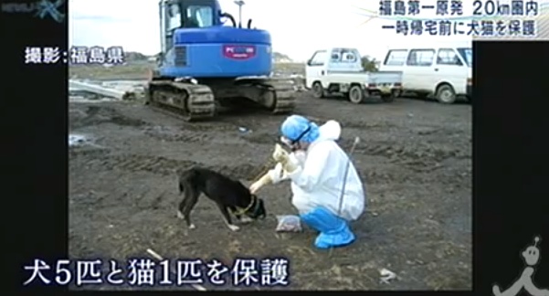 Gefunden: Ein Tierarzt kontrolliert einen Hund in der Sperrzone.