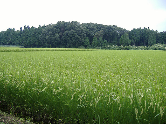 Ständig unter Verdacht: Ein Reisfeld in der Präfektur Fukushima.