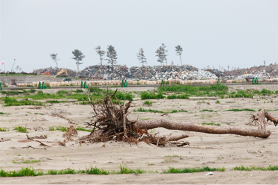 Versalzen, aber nicht unbrauchbar: Reisfelder, wenige Wochen nach dem Tsunami.