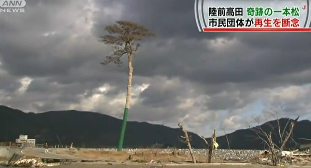Die Wurzeln sind verfault: Die letzte Kiefer des einstigen Waldes an der Küste von Rikuzentakata.