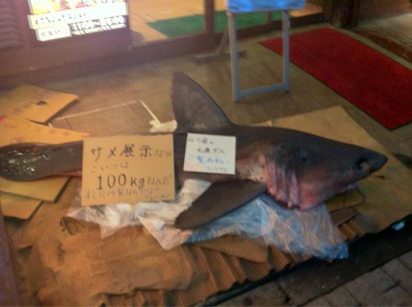 Später im Park entsorgt: Als der Hai vor dem Sushi-Restaurant ausgestellt wurde.