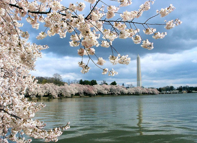 Mit Blick auf das Washington Monument: Die Kirschblüten von Washington.