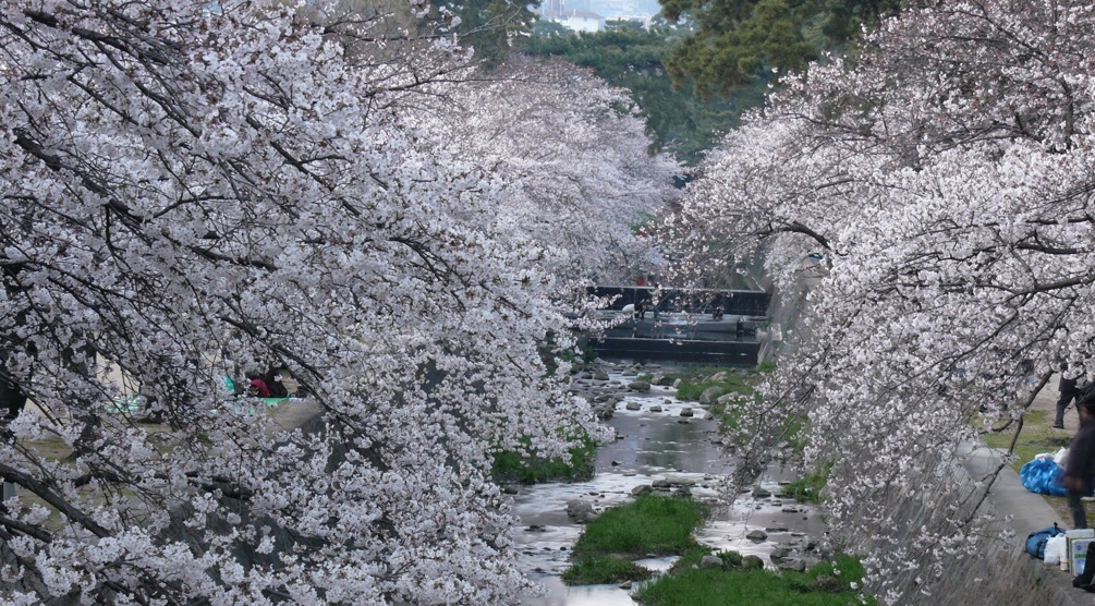 Kirschblüten im berühmten Shukugawa-Park in Nishinomiya, Präfektur Hyogo.