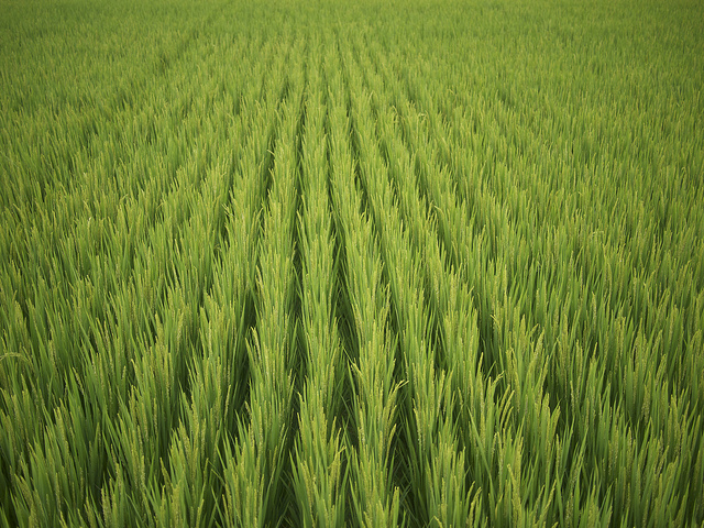 Ein Reisfeld im chinesischen Dali.