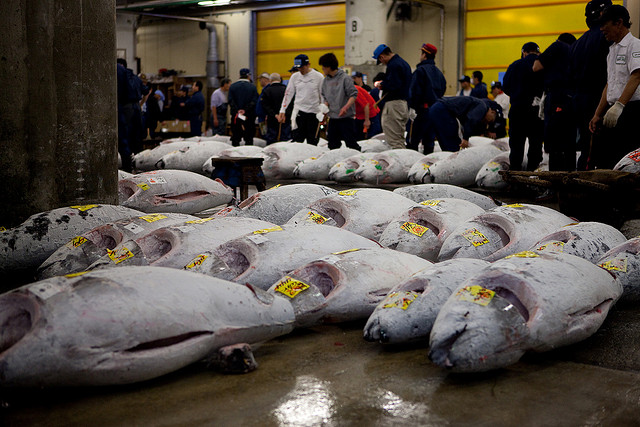 Eine Thunfisch-Auktion auf dem Fischmarkt in Tsukiji.