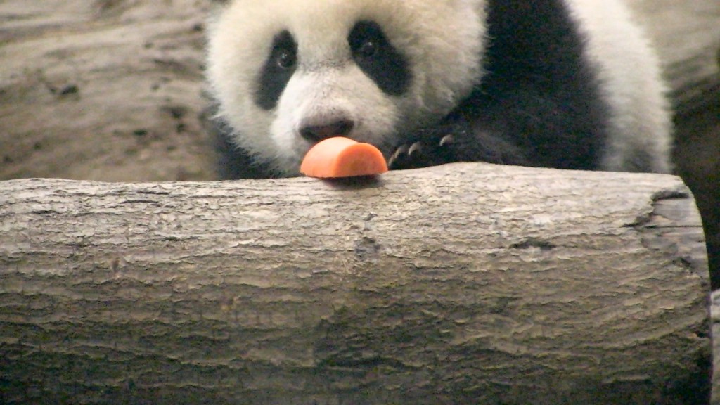 Panda Yuanzai im Taipeher Zoo.