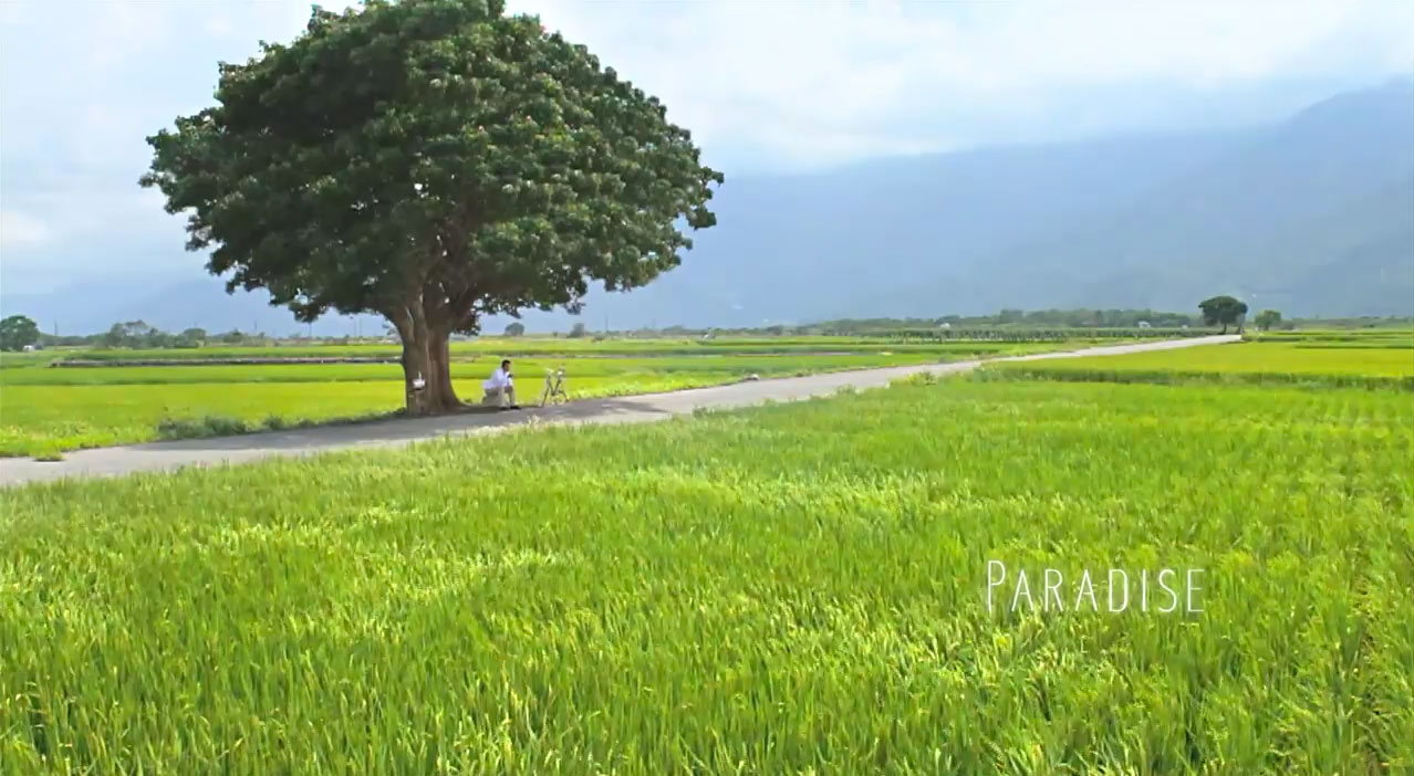 Der Takeshi Kaneshiro-Baum in der perfekten Werbe-Landschaft.