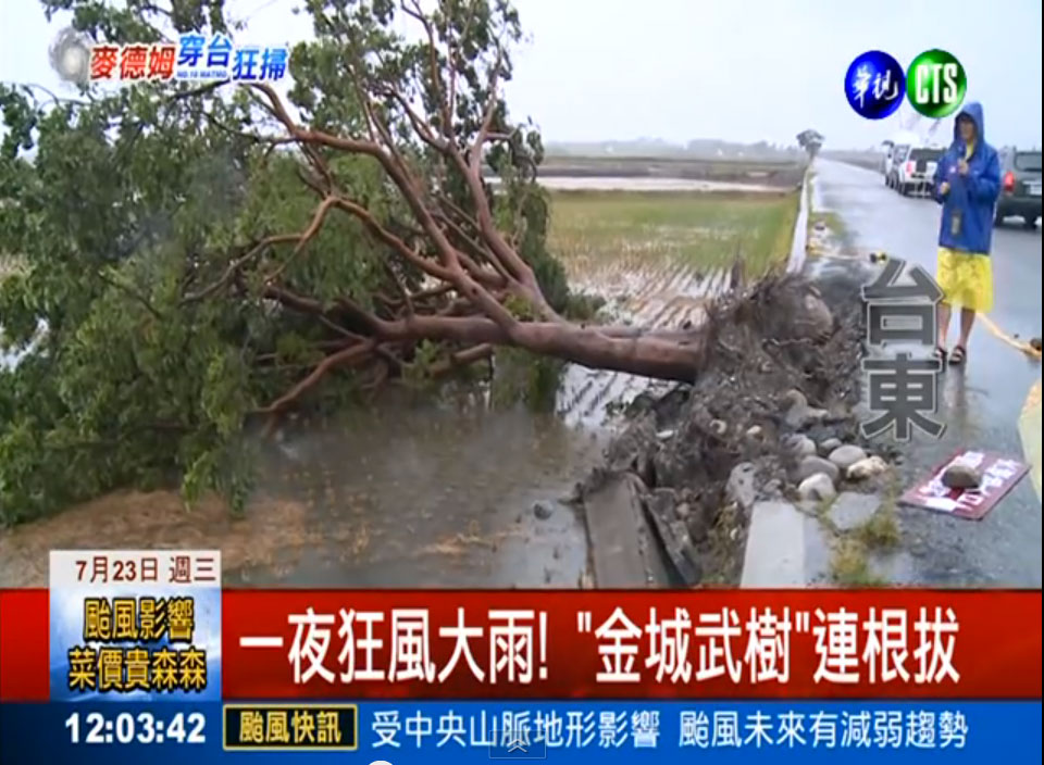 Der berühmte Baum nach dem Taifun.