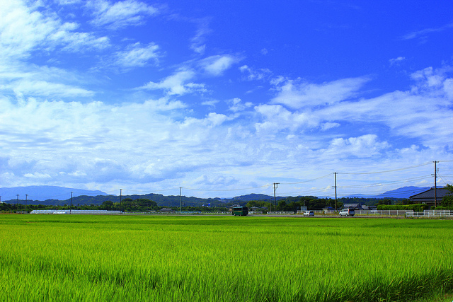 Ein Reisfeld in der Stadt Iwaki, Präfektur Fukushima.