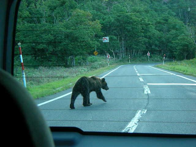Ein Bär auf einer Strasse in Hokkaido.