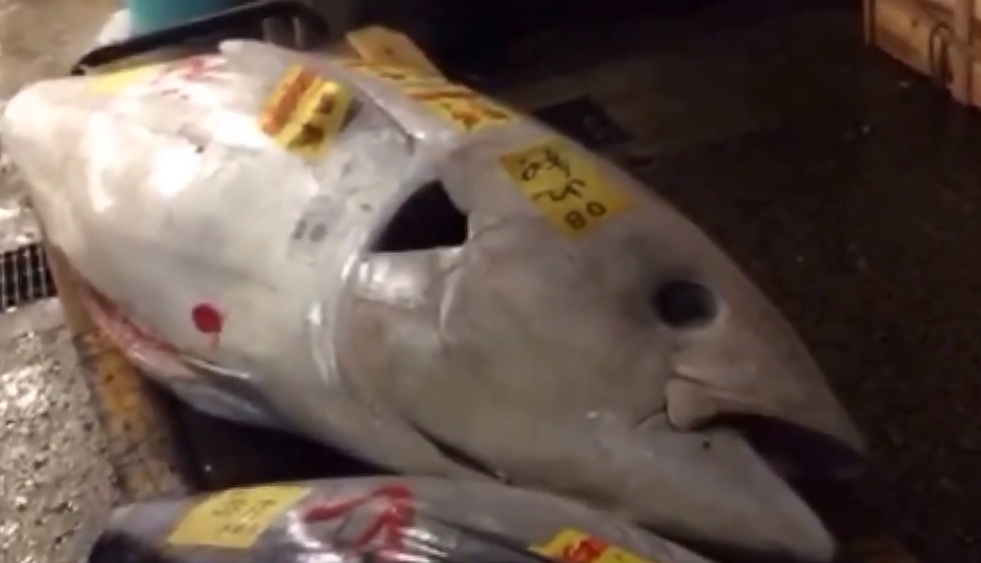 Der weisse Thunfisch in Tsukiji.