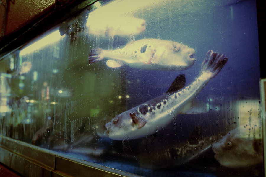 Fugu-Fische in einem Restaurant in Tokio.