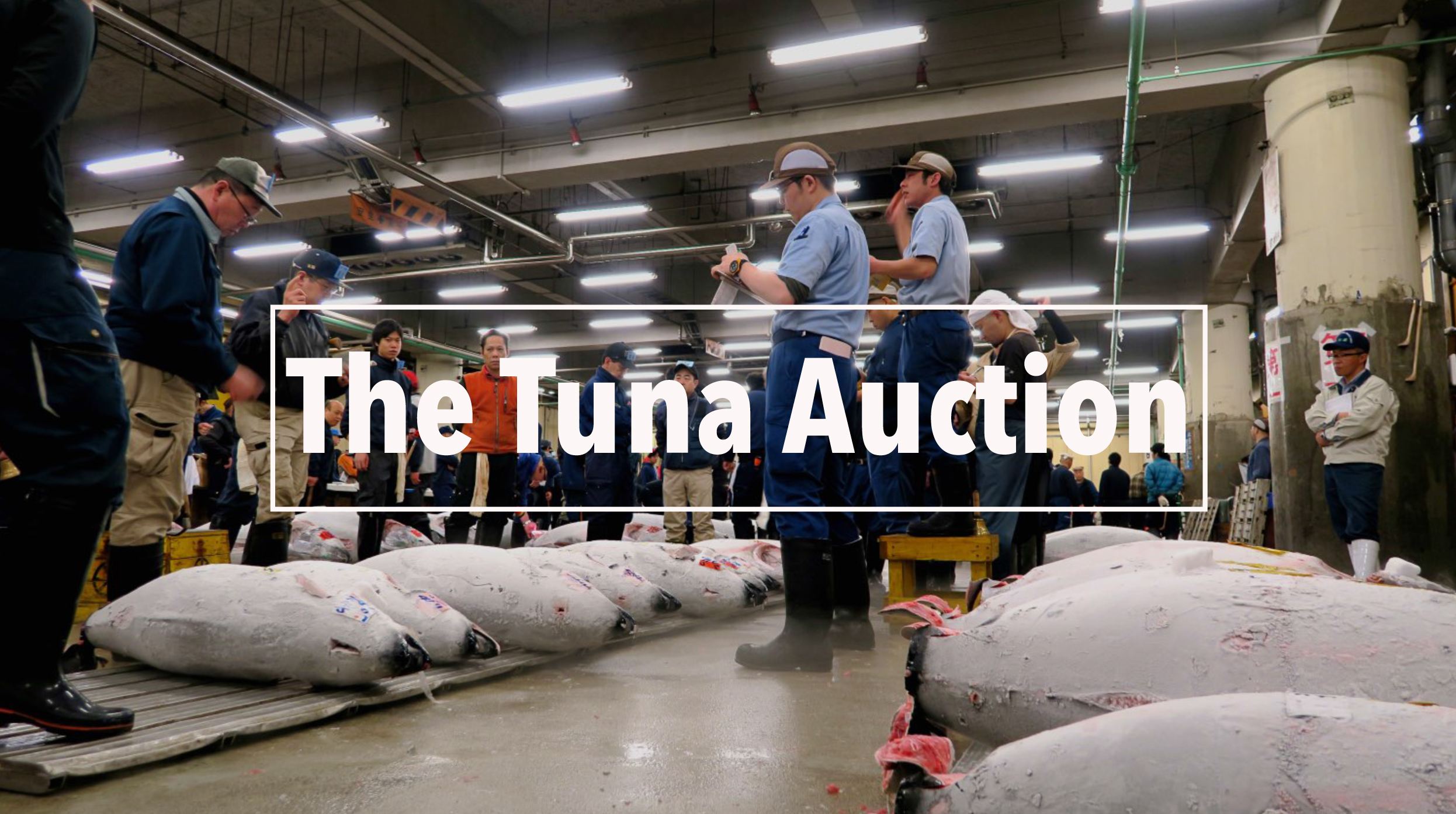 Die Thunfisch-Auktion. Sehen Sie den Film dazu oben.