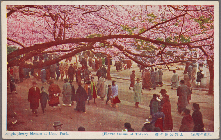 Kirschblüten in Ueno, Tokio, zirka 1900 - 1940.