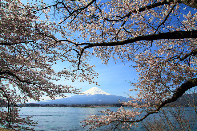 Zwei Symbole Japans: Der Fuji und die Kirschblüten.