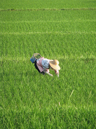 Eine Reisbäuerin in Japan.