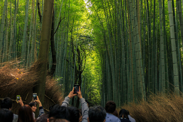 Ein Touristenmagnet: Der Bambuswald in Arashiyama, Kyoto.