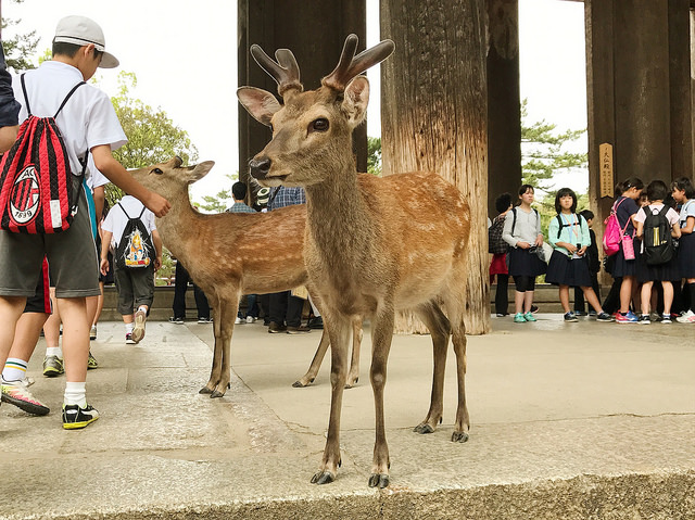 Die heiligen Hirsche von Nara.
