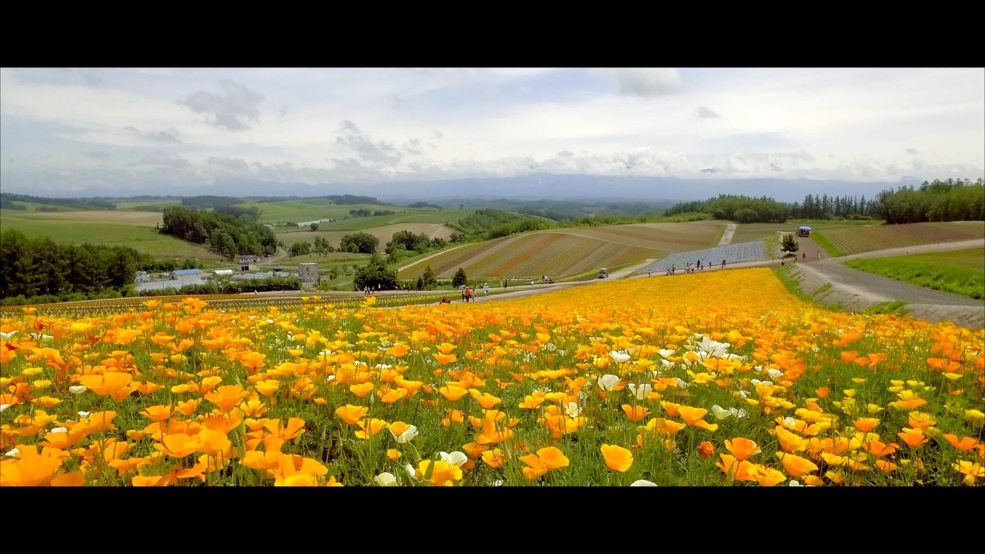 Shikisai no Oka: Das Blumenfeld von Biei.