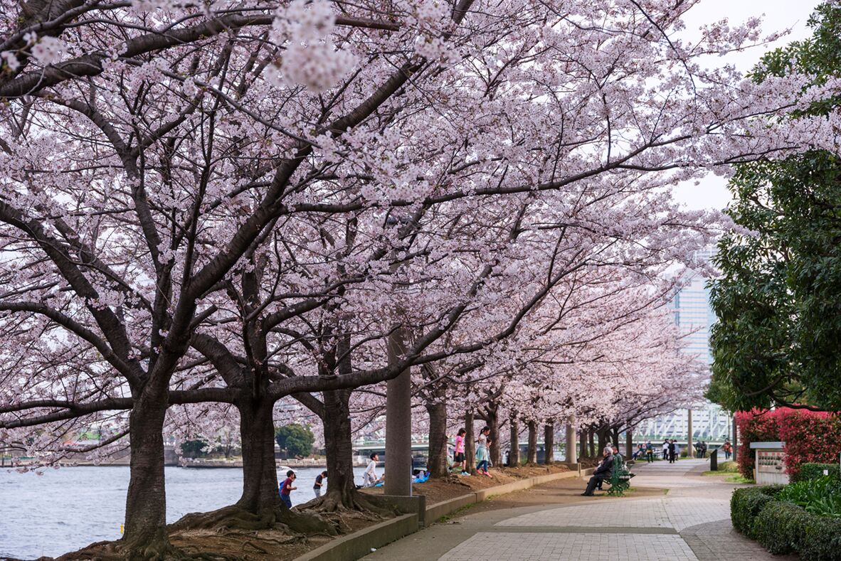 Der Sumida-Park: Kirschbäume am Fluss.