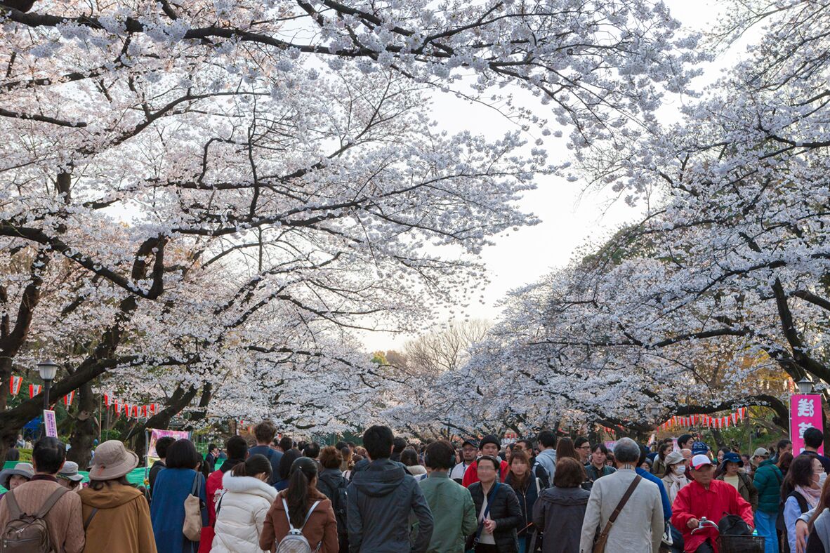 Der Ueno-Park: Einer der beliebtesten Orte in Tokio.