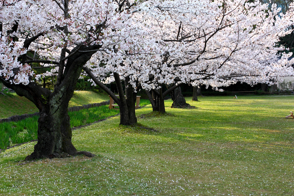 Kirschblüten in der Hamarikyu-Gartenanlage.