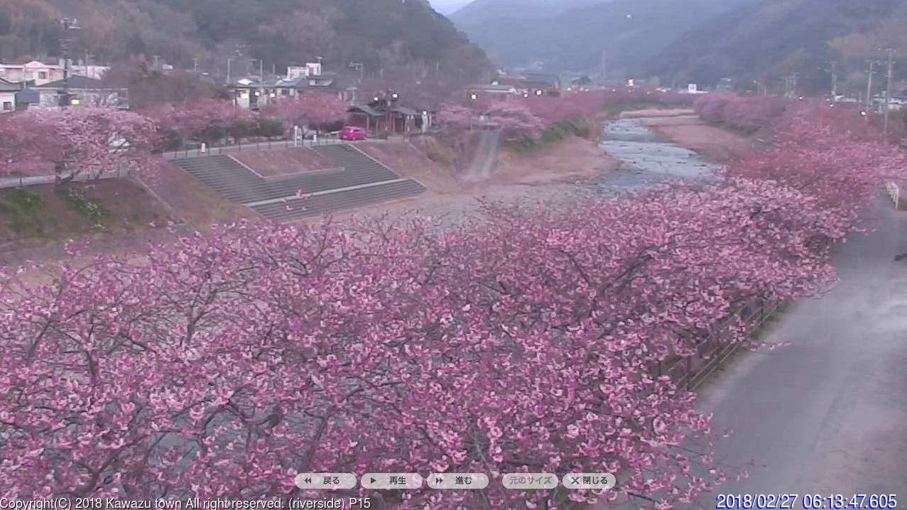 Live-Kamera: Die Kirschblüten von Kawazu am 27. 2. 2018.