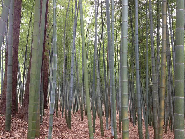 Der Bambuswald im Kairakuen.
