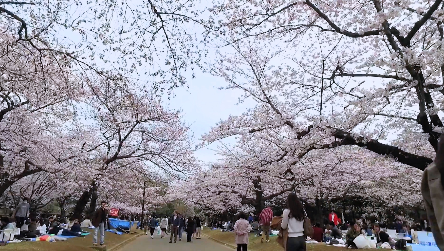 Kirschblüten 2016 im Yoyogi-Park in Tokio.